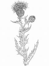 Coloring Thistle Pages Flower sketch template