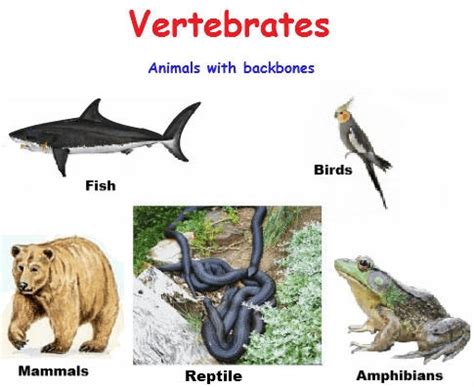 vertebrates definition vertebrate characteristics biology
