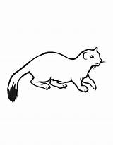 Ermine Coloring Pages Clipart Print Designlooter Color Kids Clipground 792px 08kb sketch template