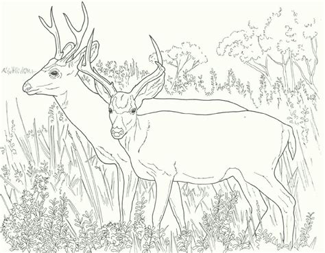 coloring fun realistic  cartoon deer coloring pages