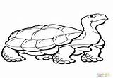 Coloring Tortoise Gopher Hare Getcolorings sketch template