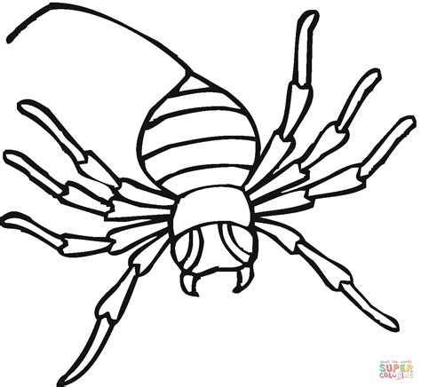 spider  coloring page  printable coloring pages