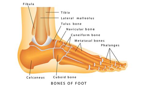 bones   foot south vancouver physiotherapy clinic