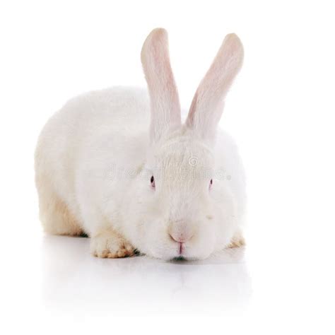 coelho timido branco  olhos vermelhos foto de stock imagem de orelha animal