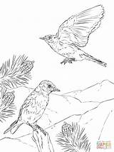 Coloring Bluebird Pages Mountain Woodland Eastern Drawing Printable Animals Creature Realistic Book Designlooter Drawings Comments Mountains Getdrawings Coloringhome 12kb 1200px sketch template
