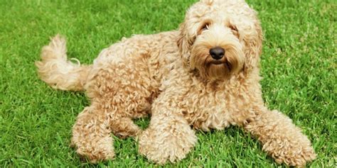 labradoodle dog breed information images characteristics health