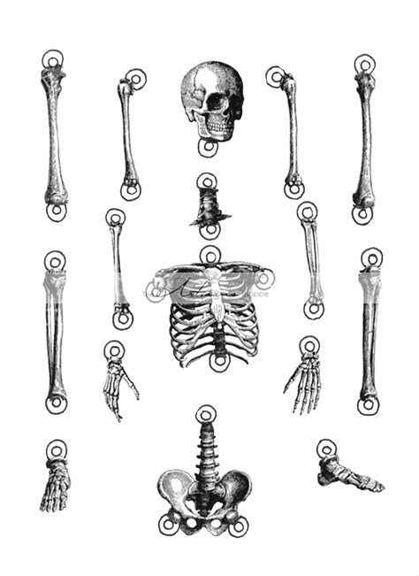 digital  printable skeleton cut  illustration etsy uk