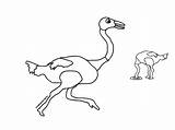 Ostrich Running Coloring Wild sketch template
