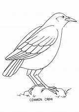Crow Coloring Pages Common Kids Printable Outline Colouring Bestcoloringpagesforkids Bird Butterfly Cliparts Crows Books Birds Categories Similar sketch template