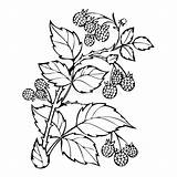 Raspberry Sketch Illustration Berries Branch Raspberries Monochrome Leaves Forest Coloring Book Preview sketch template