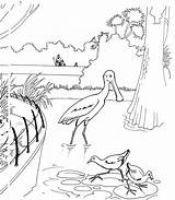 Coloring Spoonbill Zoo Pages Roseate Bird Color Designlooter Drawing 720px Skip Main sketch template