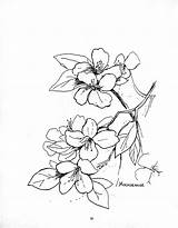 Larkspur Flower Drawing Getdrawings sketch template