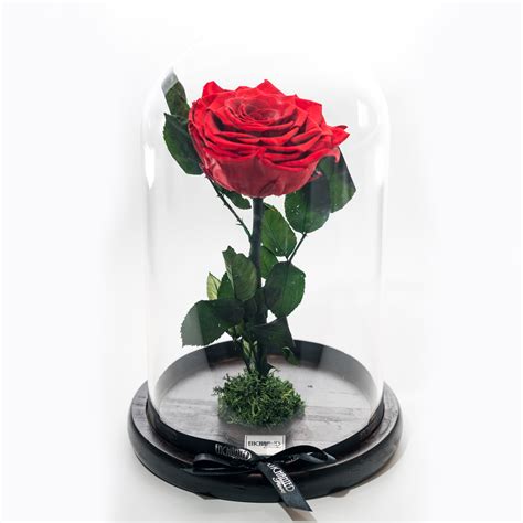 Large 10cm Xl Preserved Rose In 27cm Tall Glass Dome