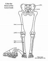 Lower Limb Leg Coloring Foot Thigh Bones Skeleton Skeletal System Drawing Human Pelvis Back Diagram Label Anatomy Body Girdle Pelvic sketch template