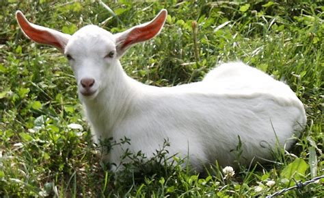 spinning yarns   farm polled goat genetics