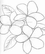 Flower Outline Plumeria Drawing Frangipani Hawaiian Line Drawings Painting Flowers Outlines Result Hawaii Colouring Coloring Pages Tattoo Yarn Leaf Tropical sketch template