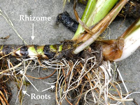 rhizome   plant