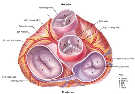 cardiovascular system structure  function nursing part