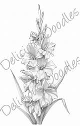 Flower Drawing Gladiolus Tattoo Jasmine Drawings Designs Draw Paintingvalley Flowers Tattoos Imgarcade Choose Board sketch template
