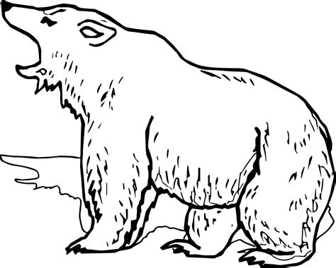 grizzly bear head drawing  getdrawings