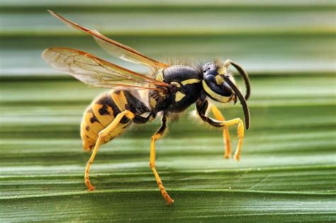 wasp insect facts   animals