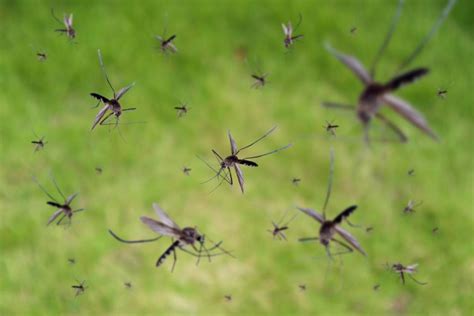 swarm  mosquitoes  optimist daily making solutions  news
