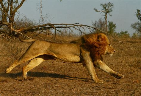 wildlife  lion chasing prey