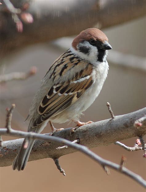 eurasian tree sparrows   yard dakota birder