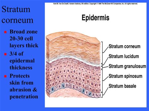integumentary system powerpoint