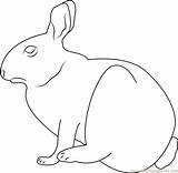 Cottontail Marymoor Coloringpages101 sketch template