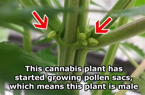 what do male cannabis plants look like grow weed easy