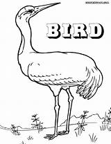 Bird Coloring Pages Birds sketch template