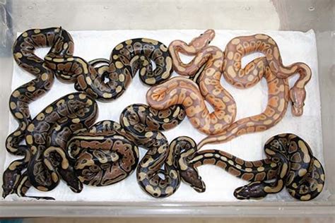 12 best images about henry piorun ball python record of clutches 2013 on pinterest