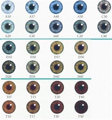 Eye Colors Eye Color Chart Eye Color Facts Eye Color Chart Genetics