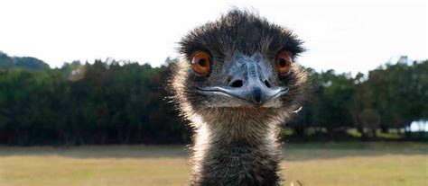 emu fossil rim wildlife center