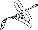 Dragonfly Coloring Pages Printable Kids Clipart Drawing Line Eating Dragonflies Colouring Simple Clip Capung Print Cartoon Mewarnai Gambar Insect Clipartbest sketch template