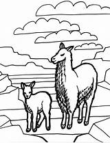 Coloring Llama Lama Pages Color Animal Animals Printable Print Baby Colouring Cute Template Colorat Sheet Planse Back Popular Comments Coloringhome sketch template
