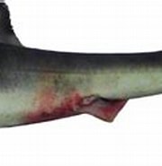 Afbeeldingsresultaten voor "squalus Mitsukurii". Grootte: 180 x 91. Bron: www.researchgate.net
