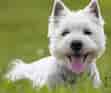 Billedresultat for West Highland White Terrier. størrelse: 111 x 93. Kilde: thehappypuppysite.com
