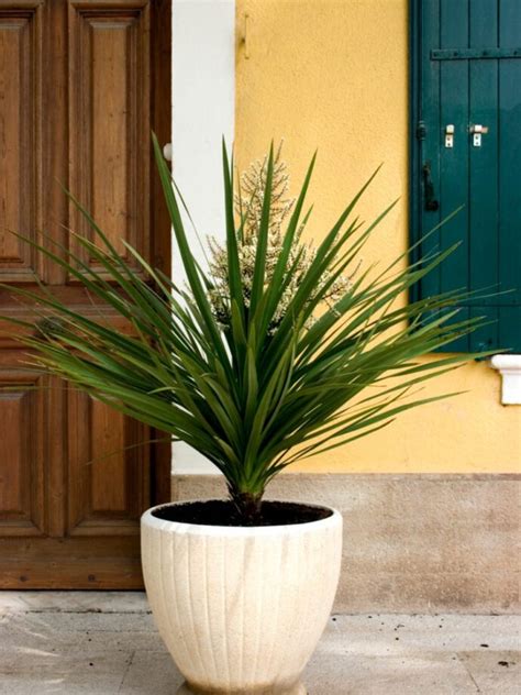 potted yucca plants   care   yucca houseplant