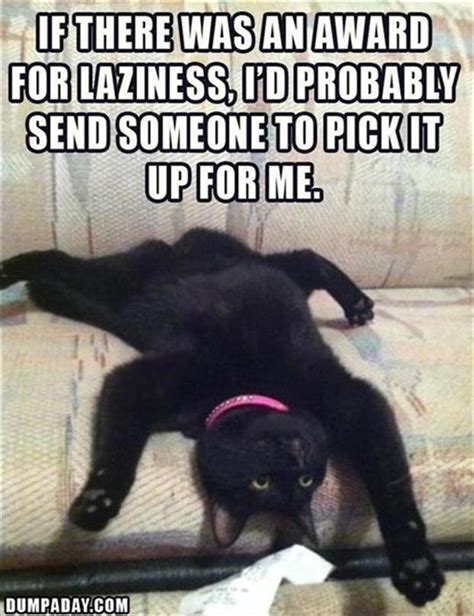 Funny Lazy Cat Dump A Day