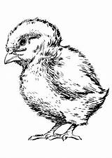 Baby Coloring Chicken Pages Large sketch template