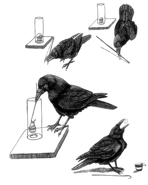 ‘ts of the crow and ‘bird sense the lives of the winged set