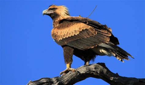 tasmanian wedge tailed eagles  real homebodies study finds