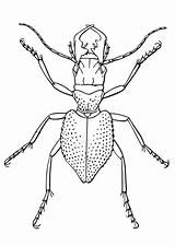 Coloring Beetle Edupics Beet Drawings Large sketch template