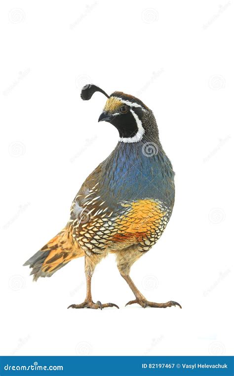male california quail stock image image  black outdoor