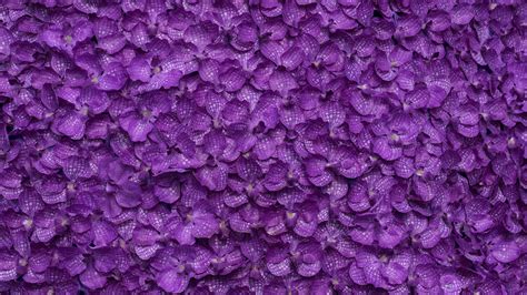 purple background cute purple background wallpapertag