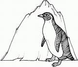 Coloring Penguin Adelie Printable Popular Gentoo sketch template