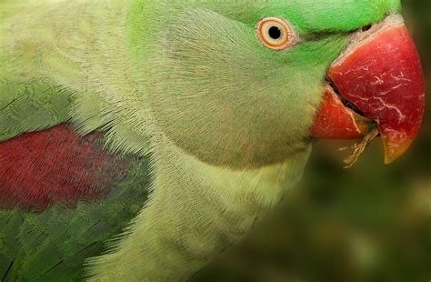 exotic parrot   bird walk  bird walk     flickr