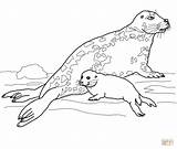 Seal Coloring Pages Baby Gray Mother Leopard Harp Drawing Seals Printable Cute Navy Getcolorings Color Dot Drawings Print sketch template
